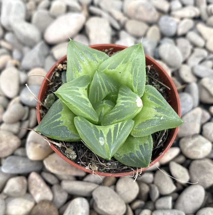 Haworthia mirabilis