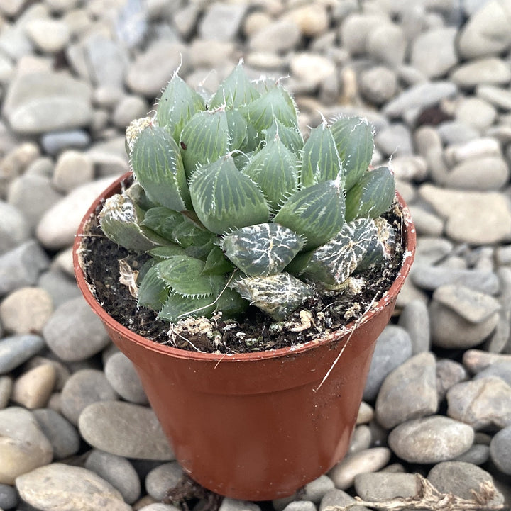 Haworthia