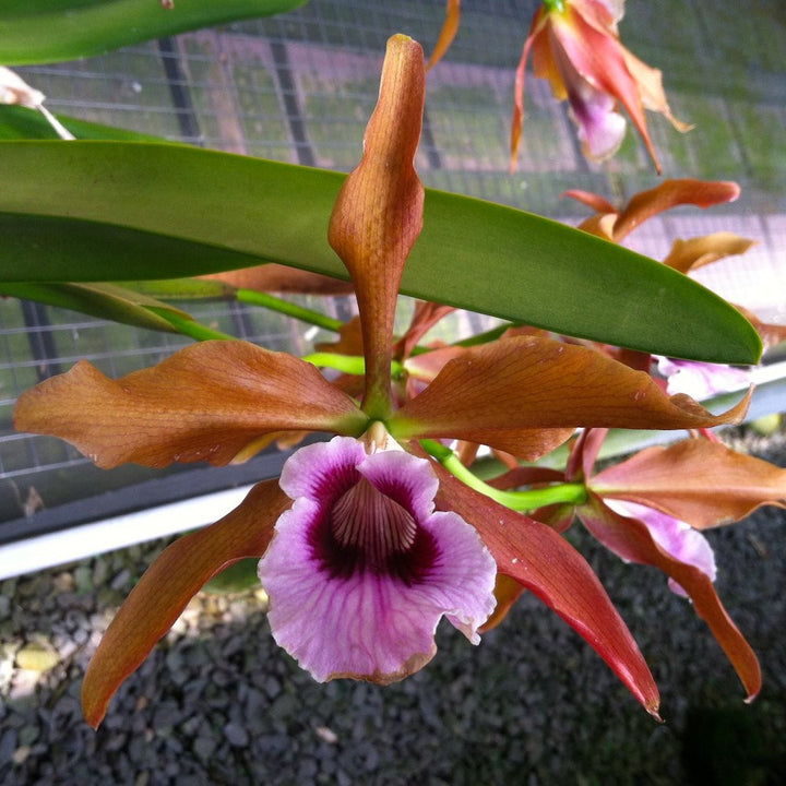 Cattleya tenebrosa - flori mari parfumate