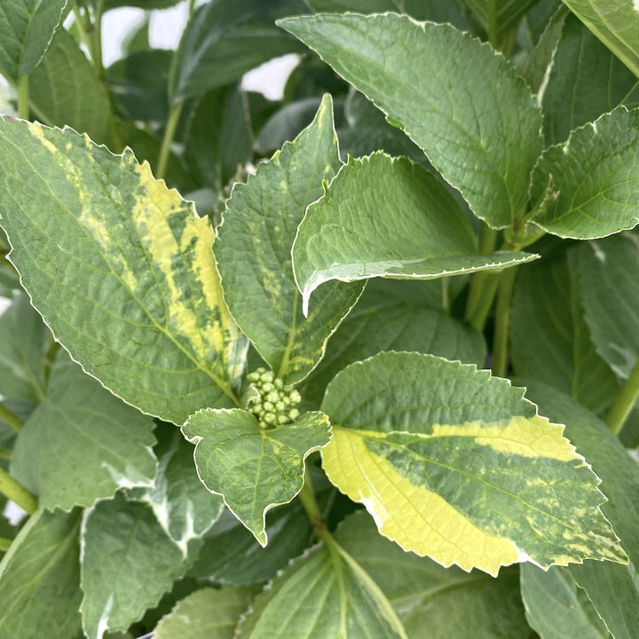 Hydrangea macrophylla Light-o-day ('Bailday') - hortensie variegata