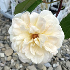 Rosa ‘Crazy in Love’® Vanilla