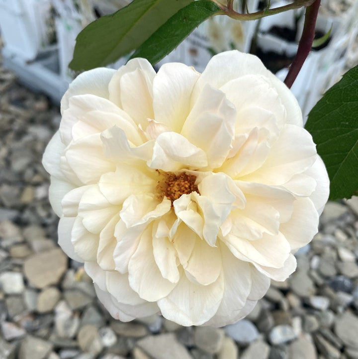 Rosa ‘Crazy in Love’® Vanilla