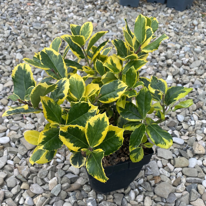 Ilex altaclerensis Golden King (laur)