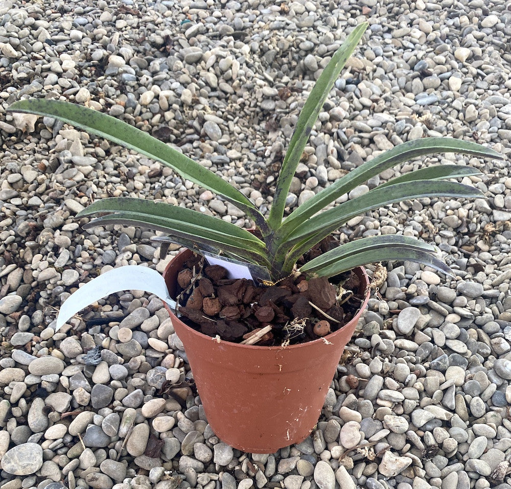 Van. Pinky 'Red' (V. falcata × Rhy. gigantea)