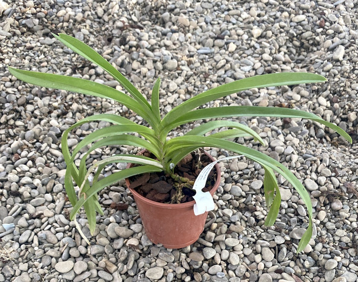 Papilionanda Batram (Papilionanda Mimi Palmer × Vanda denisoniana)