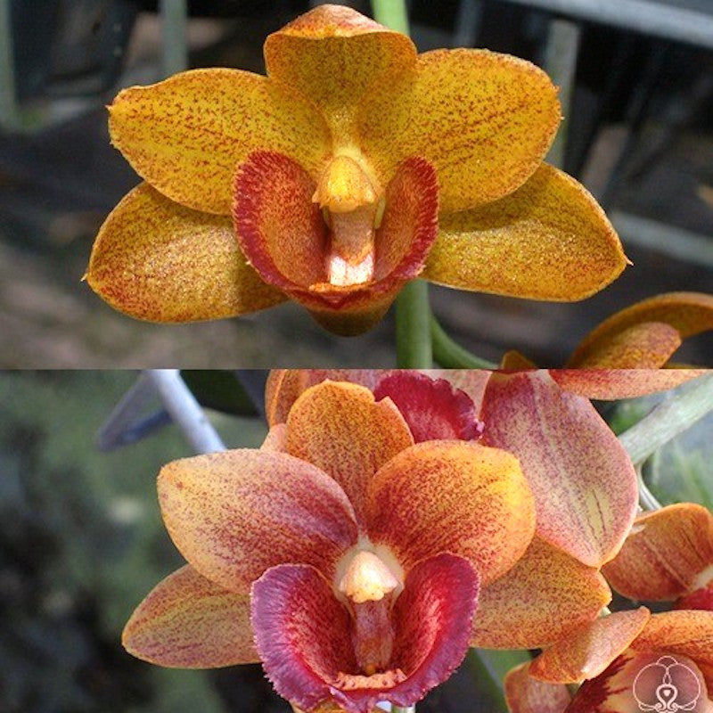 Longhueiara Jumbo Honor (Cyclodes Jumbo Freedom × Galeandra baueri)