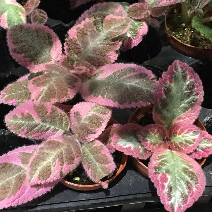 Episcia 'Pink Smoke', disponibila la pret atractiv!