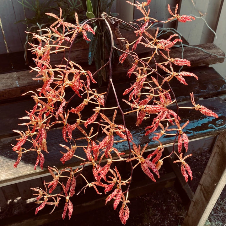 Renanthera Amayani (monachica × citrina)