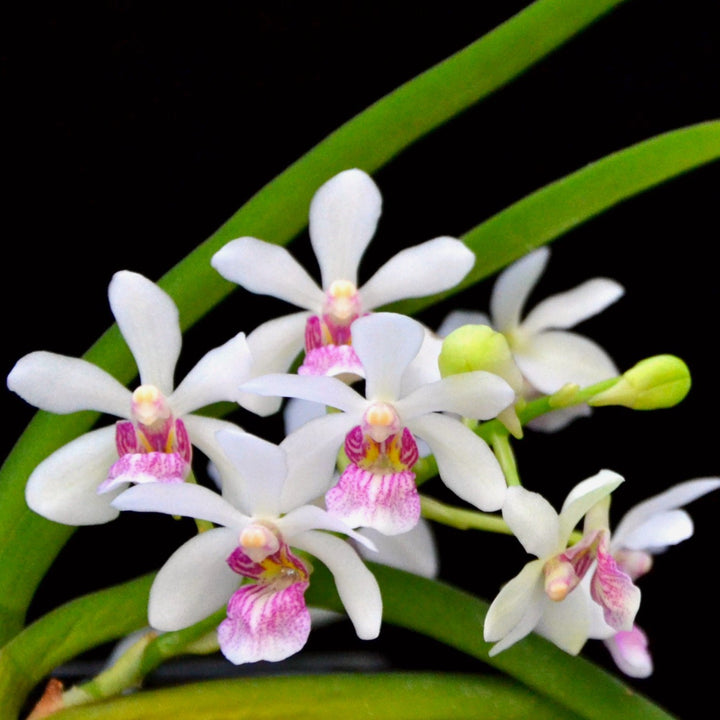 Holcostylis M S Sunlight (Holcoglossum flavescens × Rhynchostylis gigantea)