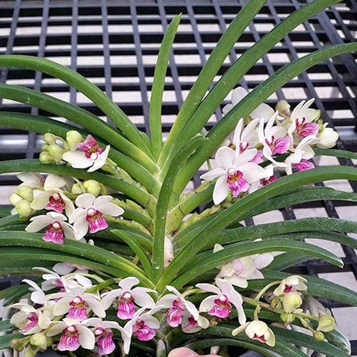 Holcostylis M S Sunlight (Holcoglossum flavescens × Rhynchostylis gigantea)