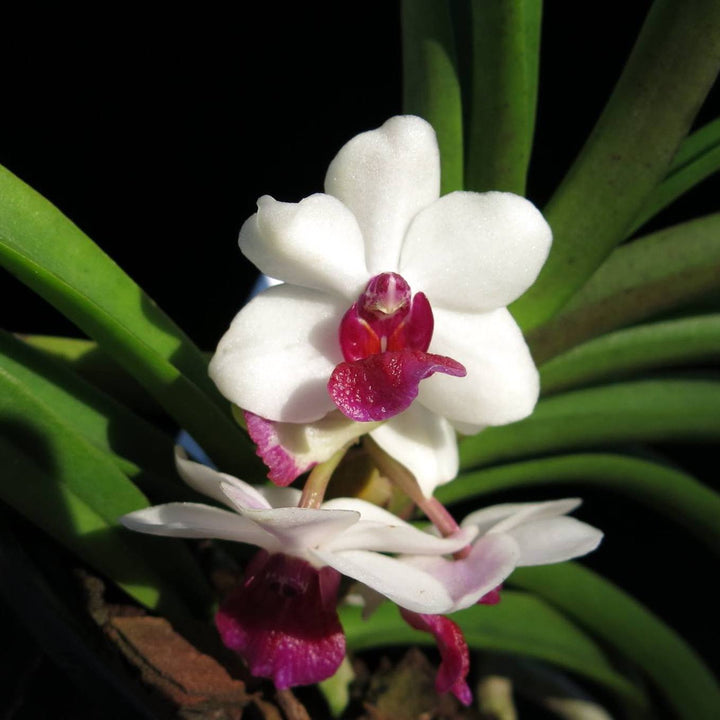 Holcostylis M S Sunlight (Holcoglossum flavescens × Rhynchostylis gigantea)