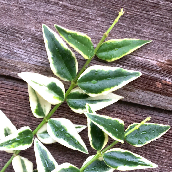 Hoya bella 'Anneke Buis' (albomarginata)