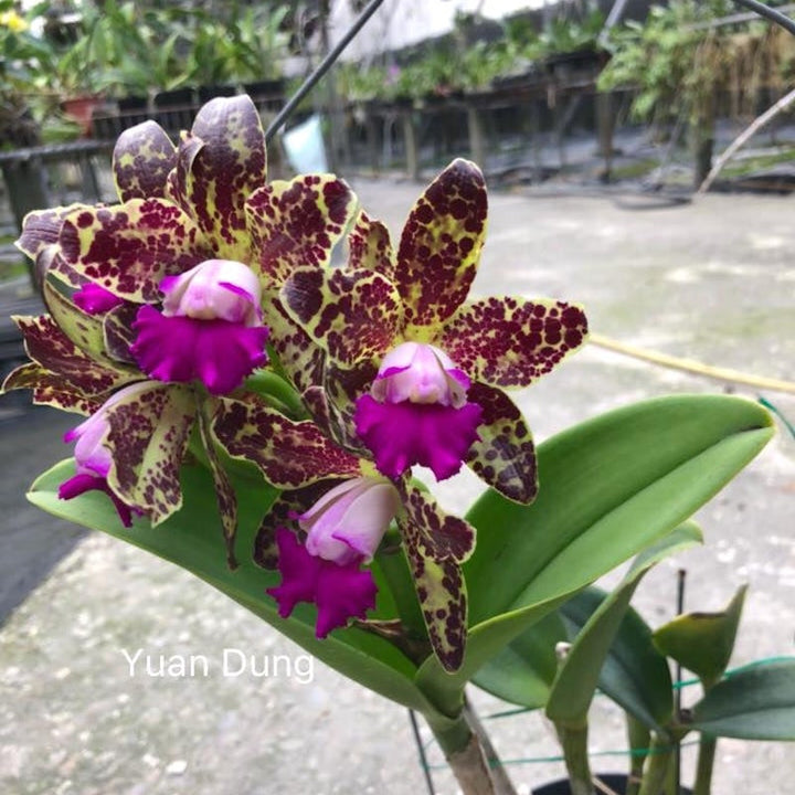 Rlc. Yuan Dung Python 'Gold Medal'