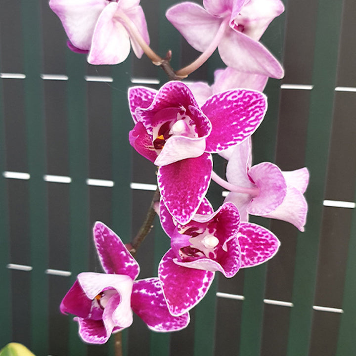 Phalaenopsis Chia E Yenlin (frunze variegate & 3 lips)