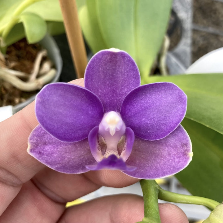 Phalaenopsis Yu-Yang Little Peacock '387'