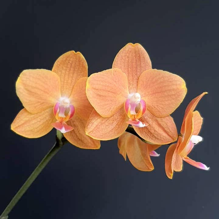 Orhidee Phalaenopsis KS Pride Golden Diamond