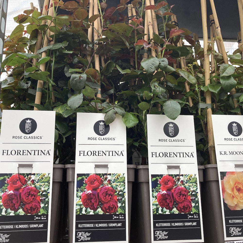 Rosa ‘Santana’® - floribunda, catarator, parfumat