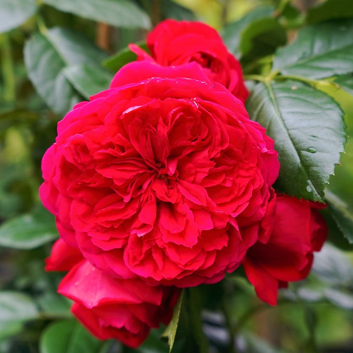 Rosa ‘Santana’® - floribunda, catarator, parfumat