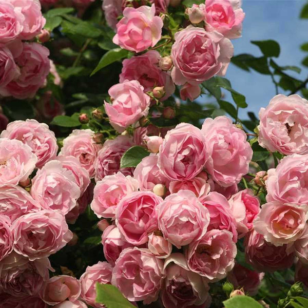 Rosa ‘Jasmina’® - floribunda, catarator, parfumat