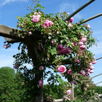 Rosa ‘Jasmina’® - floribunda, catarator, parfumat