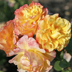 Rosa K.R. ‘Moonlight’® - floribunda, catarator, parfumat