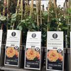 Rosa K.R. ‘Moonlight’® - floribunda, catarator, parfumat