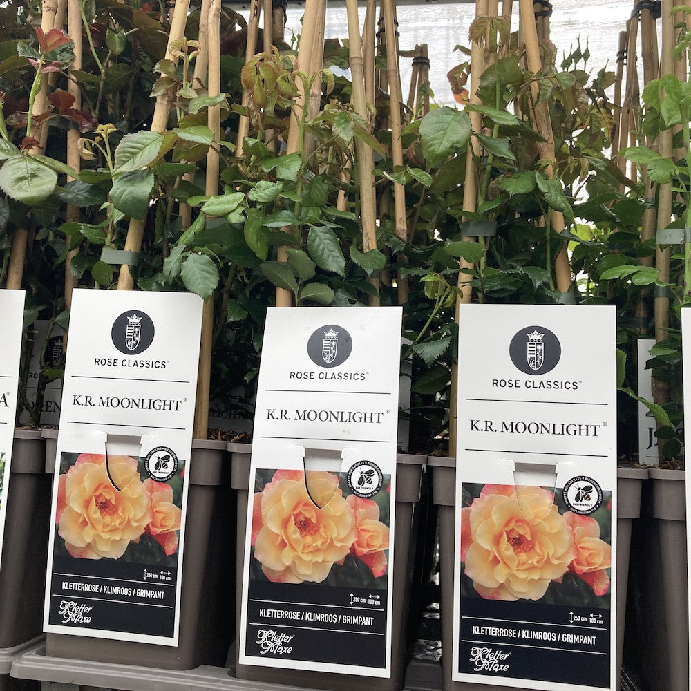 Rosa K.R. ‘Moonlight’® - floribunda, catarator, parfumat