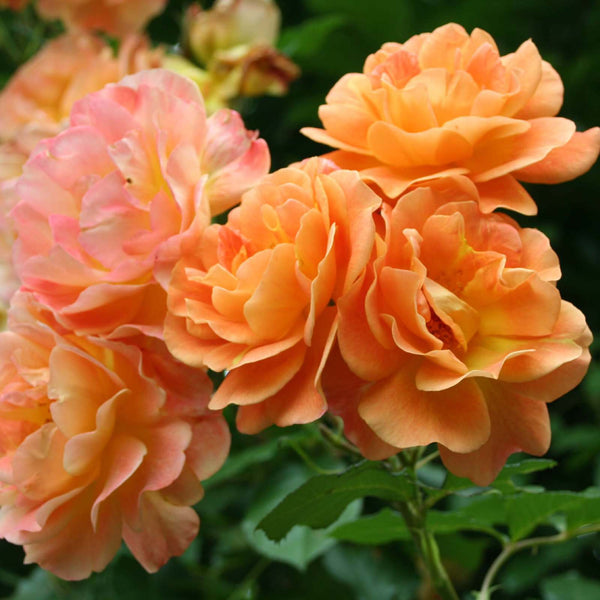 Rosa ‘Westerland’® - floribunda, catarator, parfumat