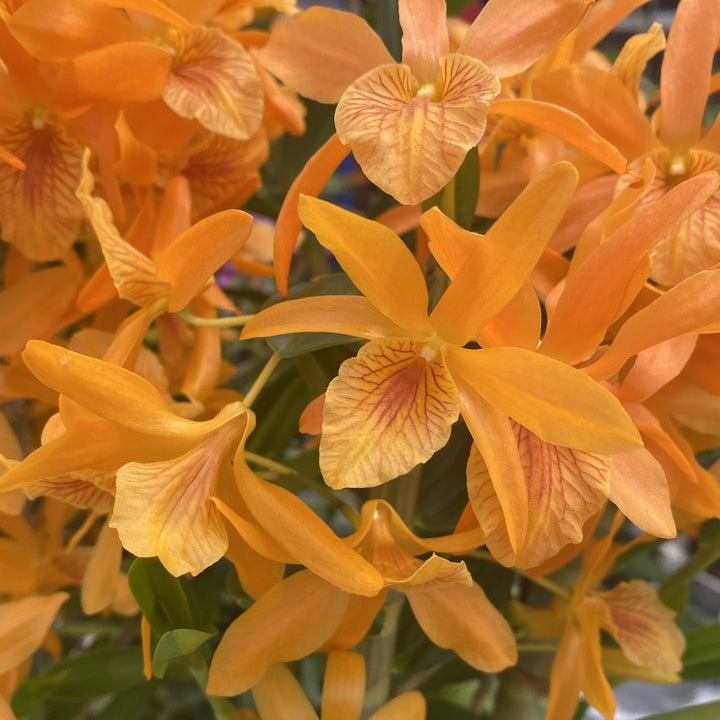 Orhidee Dendrobium portocaliu Stardust Firebird - pret imbatabil