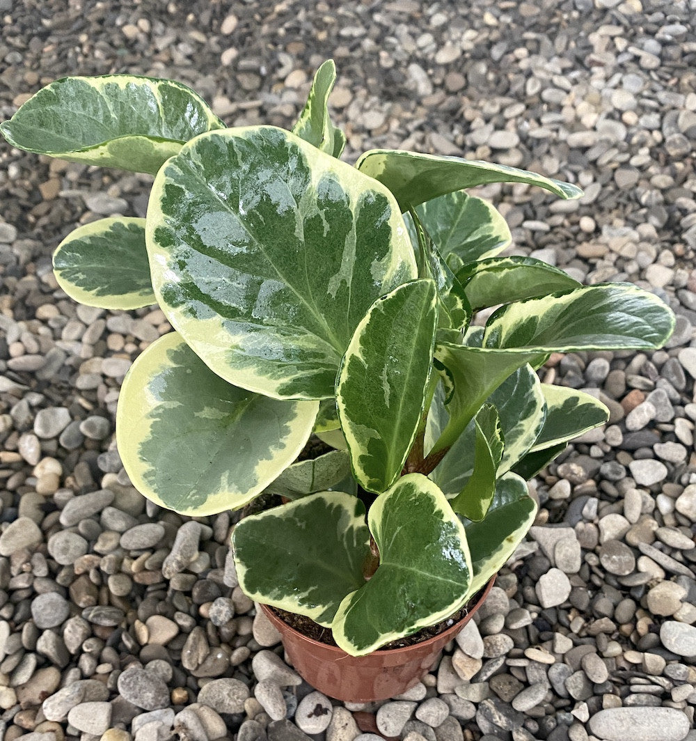 Peperomia Marble