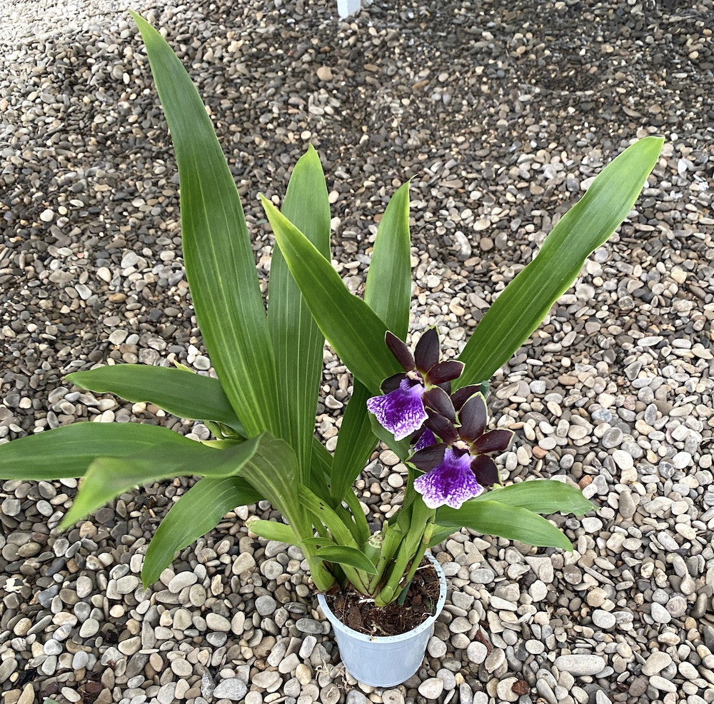 Orhidee Zygopetalum Arthur Elle "Essendon" parfumat, acum la un pret special!
