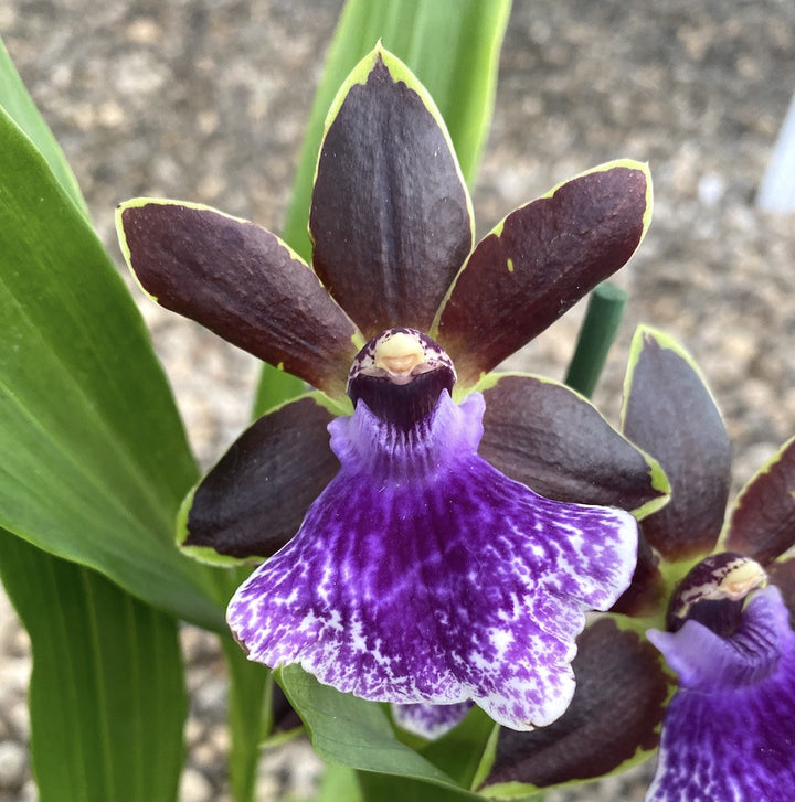 Orhidee Zygopetalum Arthur Elle "Essendon" parfumat, acum la un pret special!