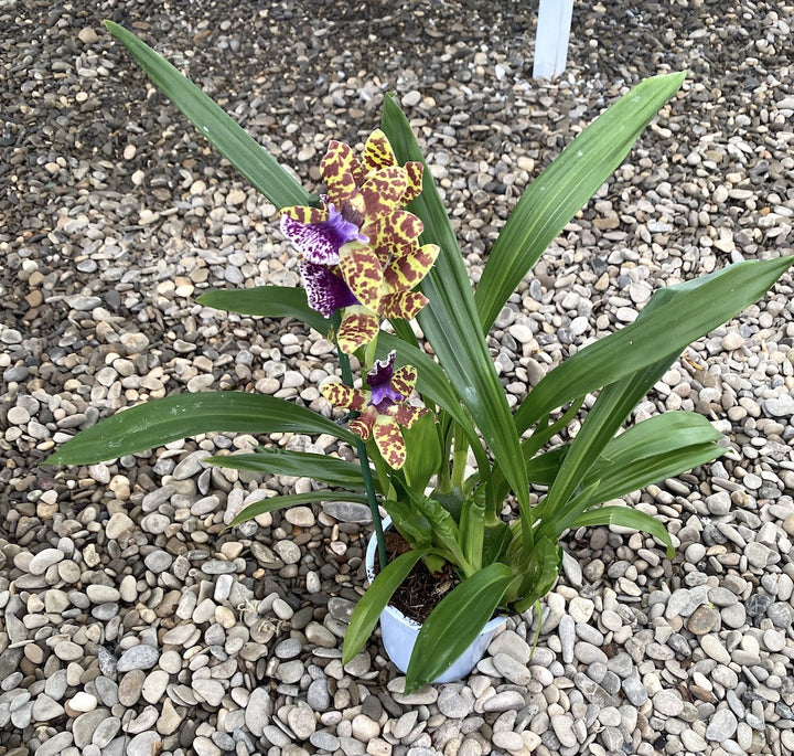 Zygopetalum maculatum hibrid *parfumat