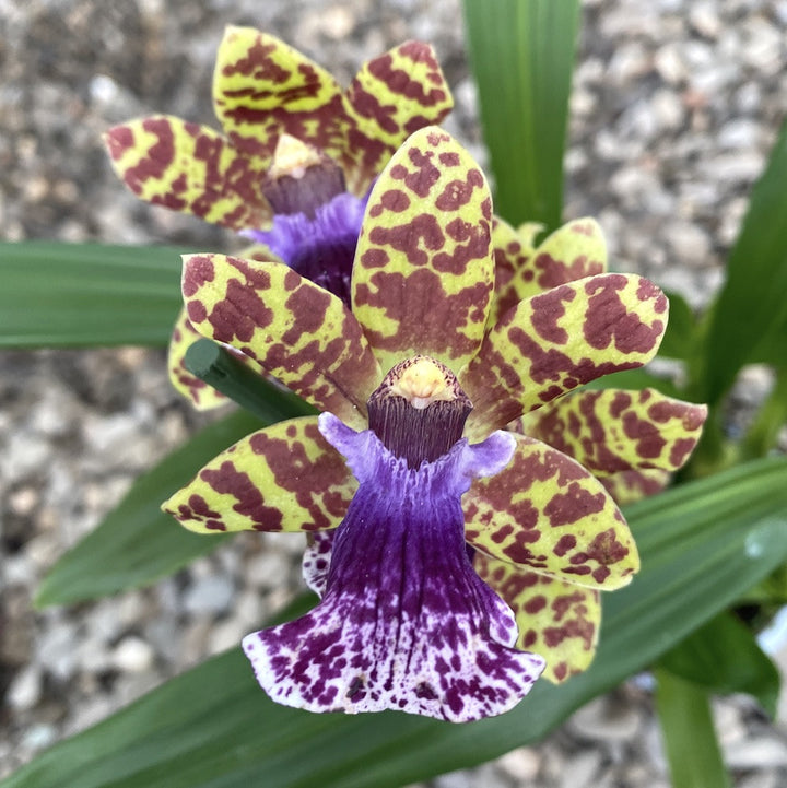 Zygopetalum maculatum hibrid *parfumat