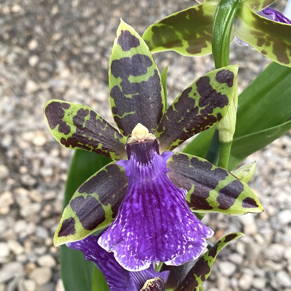 Orhidee Zygopetalum James Strauss 'Scentsation' parfumata!