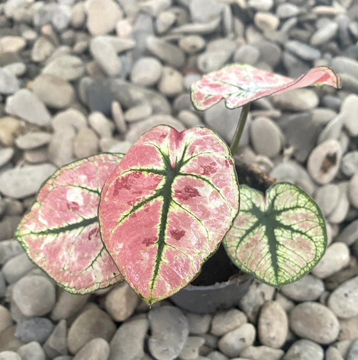 Caladium Kelly (babyplant)