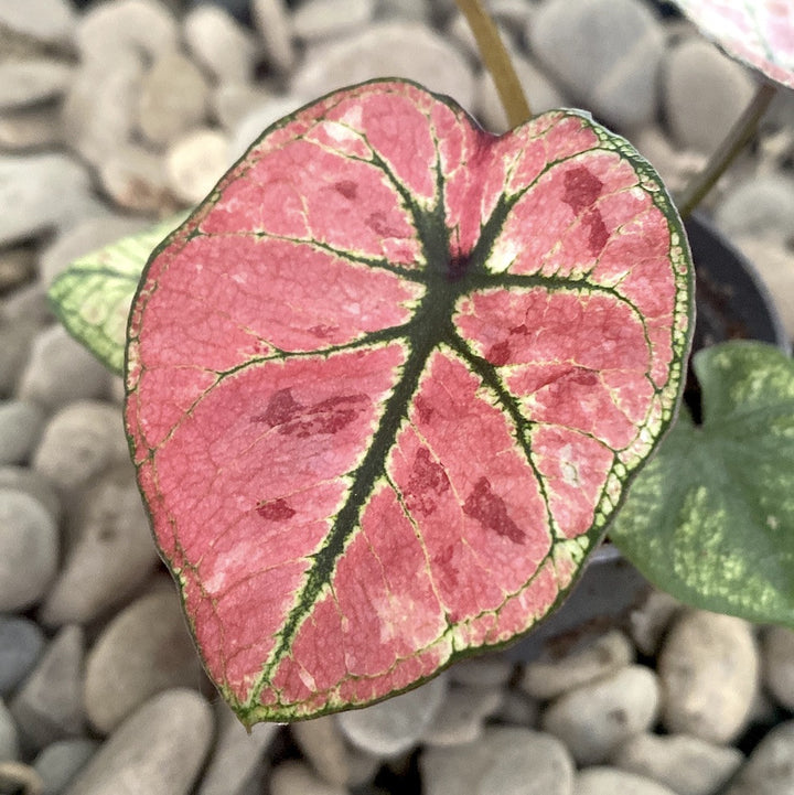 Caladium Kelly (babyplant)