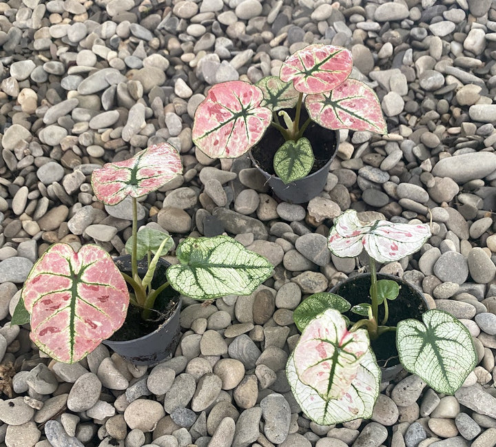 Caladium Kelly (babyplant)