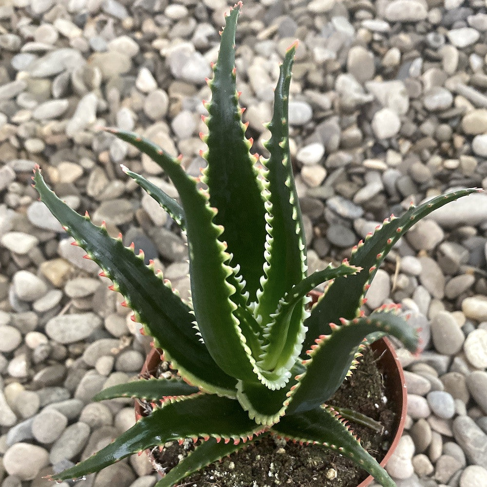 Aloe aculeata 'Jurassic Dragon'