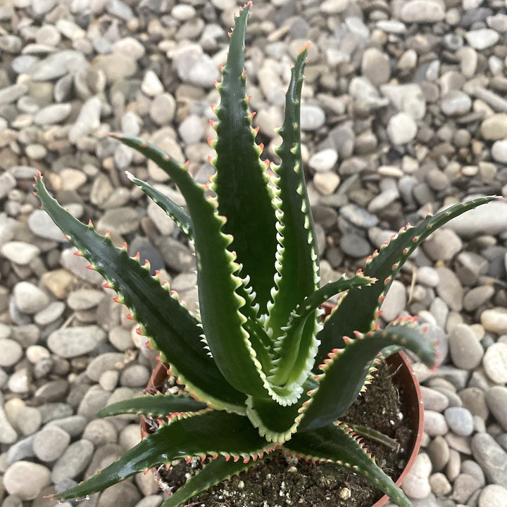 Aloe aculeata 'Jurassic Dragon'