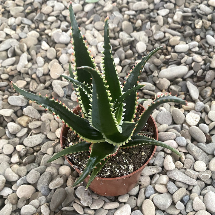 Aloe aculeata 'Jurassic Dragon'