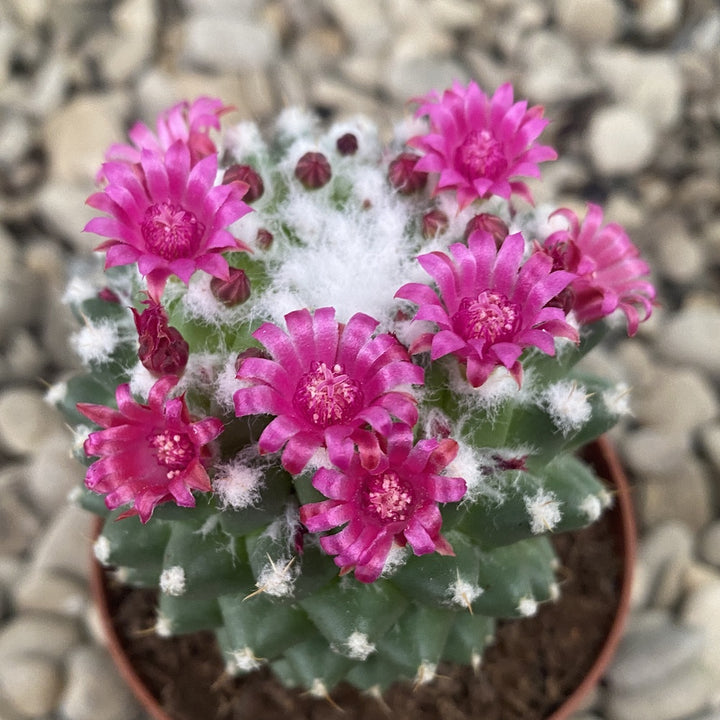 Mammillaria toluca