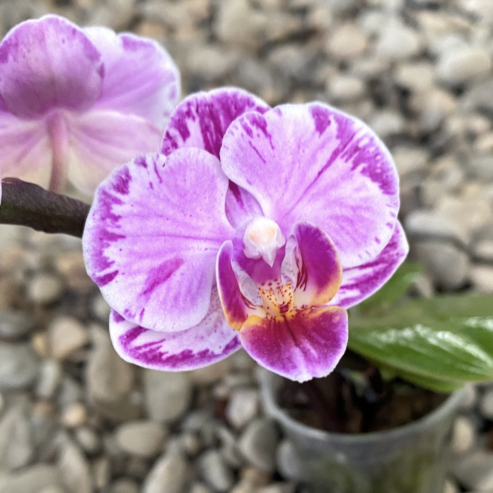 Phalaenopsis Pinky mini