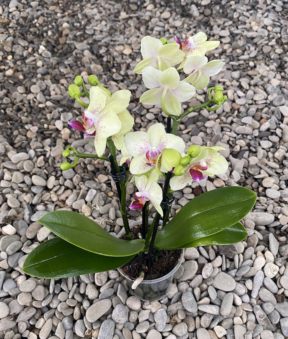 Phalaenopsis Sunny multiflora