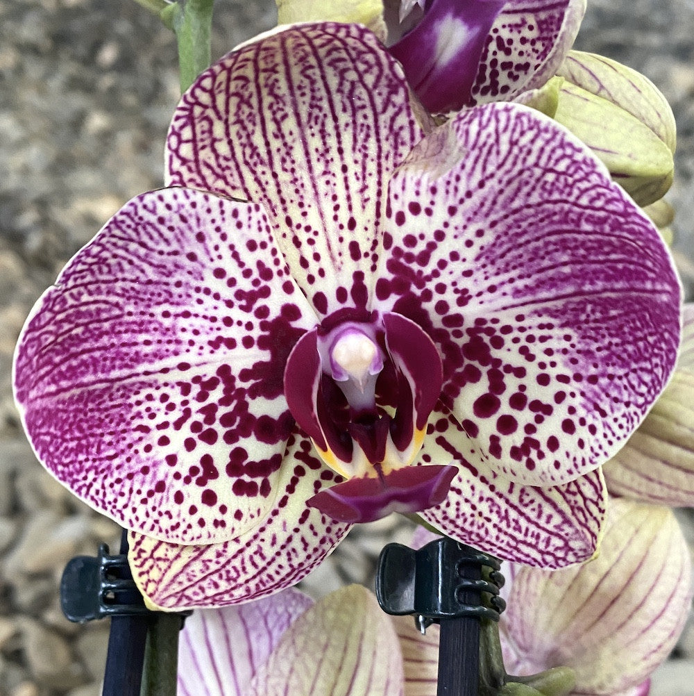Orhidee Phalaenopsis Kleopatra, in magazin si online, pret atractiv