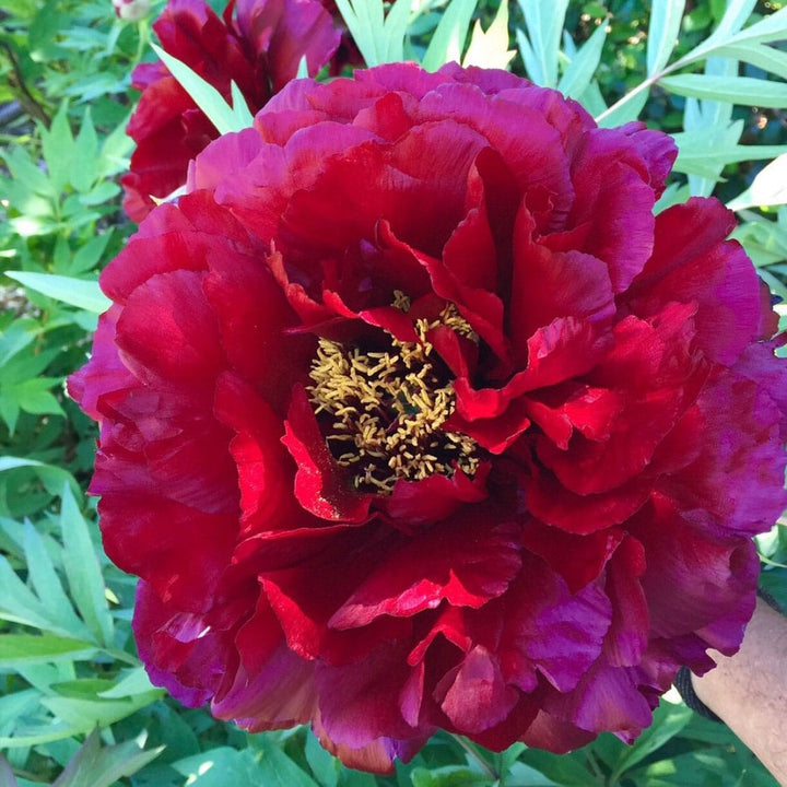 Paeonia suffruticosa 'Mo Run Jue Lun'