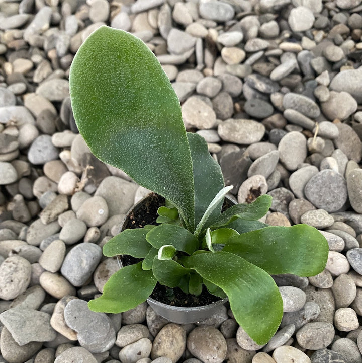 Platycerium bifurcatum (babyplant) - Feriga Corn de Cerb