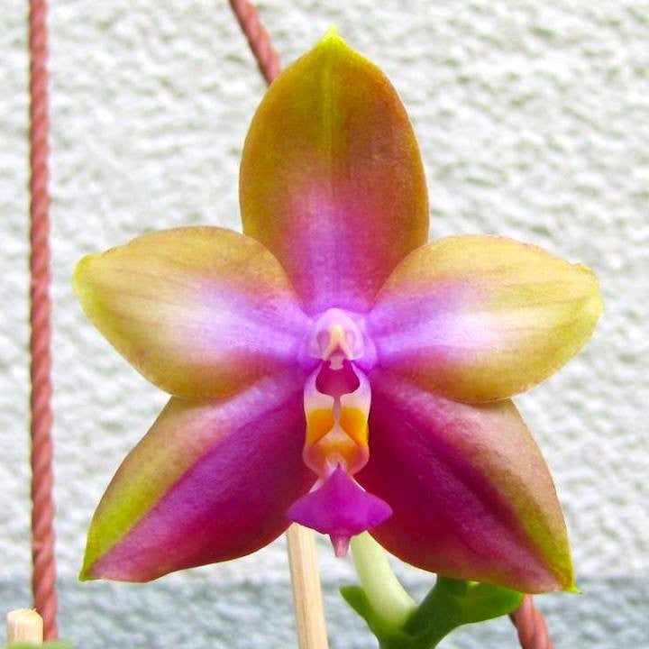 Phalaenopsis Tabasco Tex *parfumata