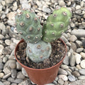 Tephrocactus articulatus var. diadematus f.inermis
