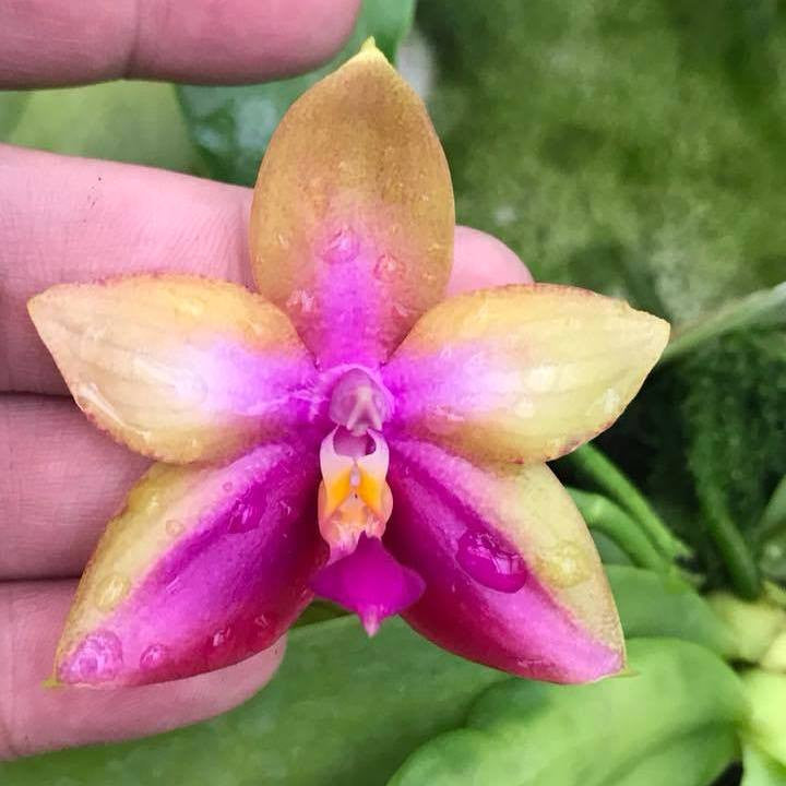 Phalaenopsis Tabasco Tex *parfumata